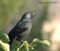 Corvus monedula